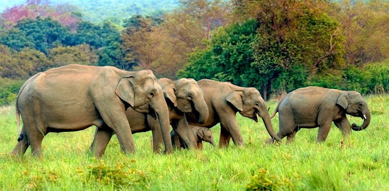Smart Kashmir Travels Corbett Tour Package
