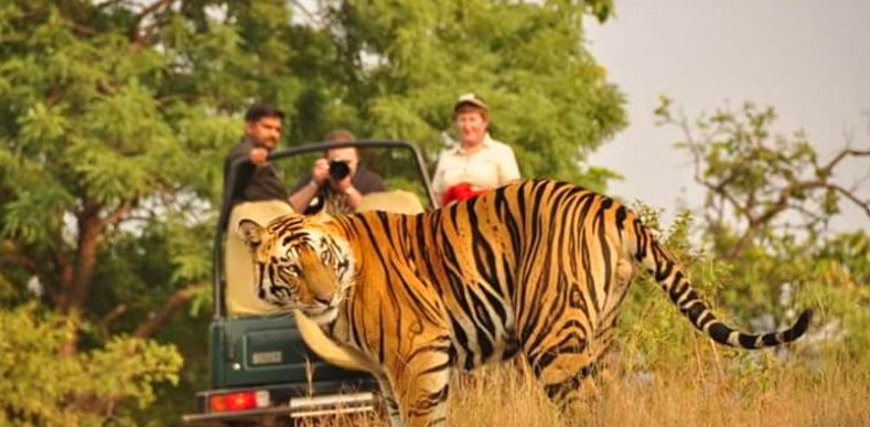 Smart Kashmir Travels Rajaji National Park