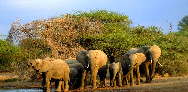 Smart Kashmir Travels Rajaji and Corbett Safari Tour